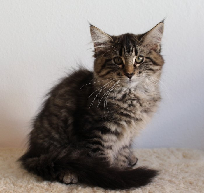 Miss Ronskis Inas Izabella - Aalborg Kattepension & Kattehotel - 1f8c405bdc6b0c9bc229f4221979f0f0 - Miss Ronski’s Inas Izabella