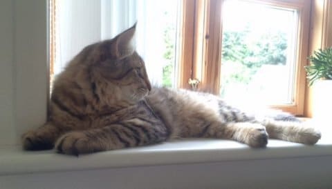 purple plum pie - Aalborg Kattepension & Kattehotel - 442d9223b57b419036fdac72561f7f77 - Morgunstrálans Purple Plum Pie