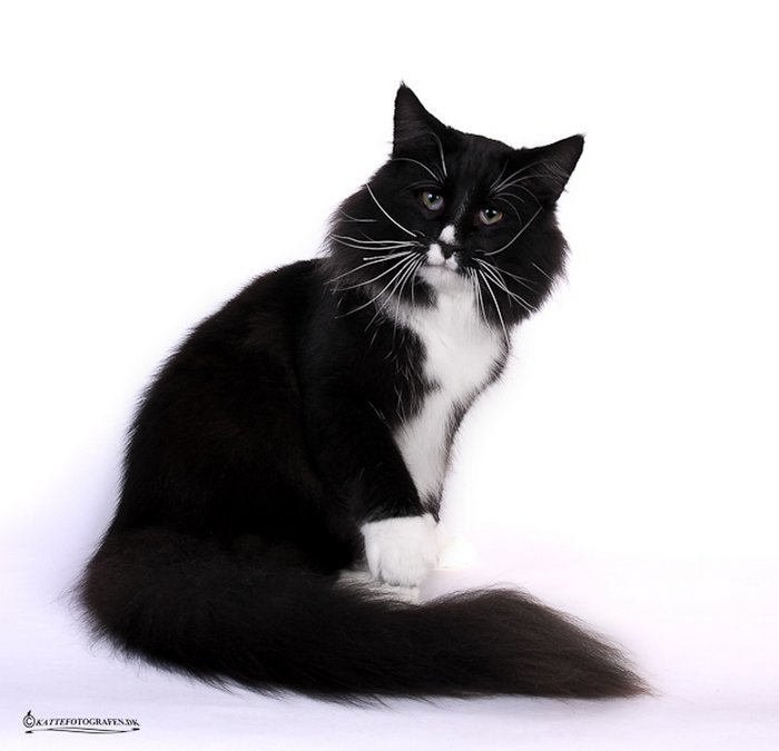 IC DK Tutinas Aske - Aalborg Kattepension & Kattehotel - 4b5dda83f71cd2565e482bb4bb6b0977 - IC DK Tutinas Aske, JW