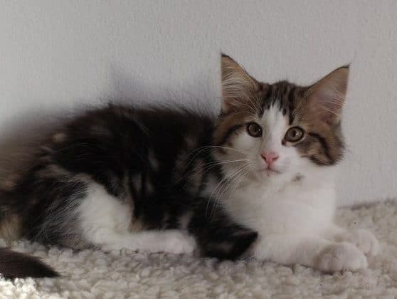 DK Miss Ronskis Hampus - Aalborg Kattepension & Kattehotel - aa23dce034925230389ae814247d44e8 e1552463474787 - DK Miss Ronski’s Hampus DK Miss Ronskis Hampus - Aalborg Kattepension & Kattehotel - aa23dce034925230389ae814247d44e8 e1552463474787 - DK Miss Ronski’s Hampus