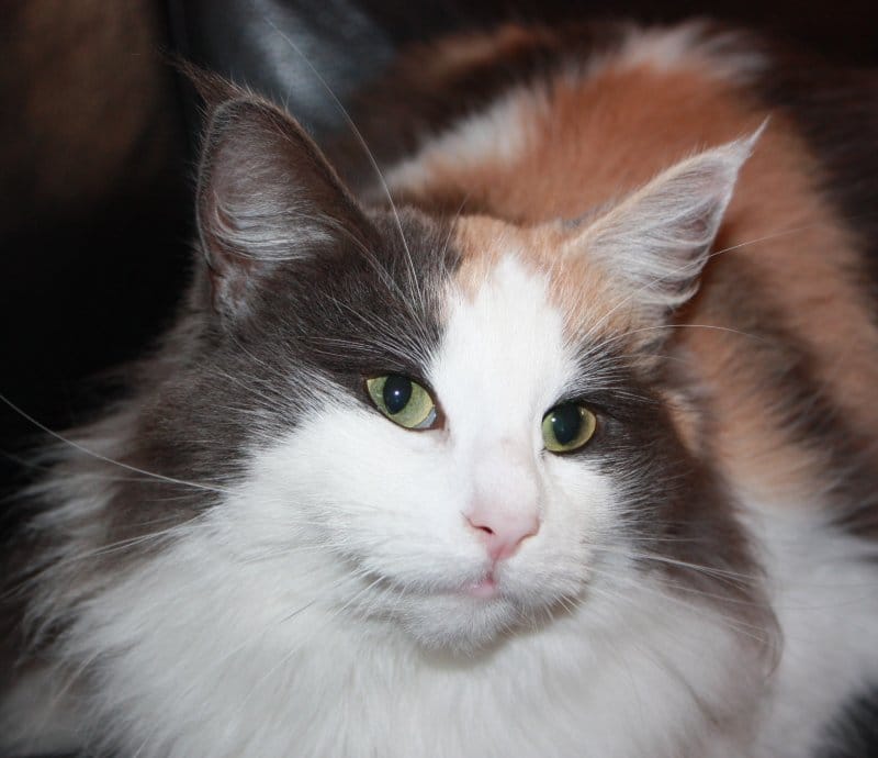 DK IC Nunchaku Airi - Aalborg Kattepension & Kattehotel - b73dcae571b93338a3fbc1777e3b3740 - DK IC Nunchaku Airi