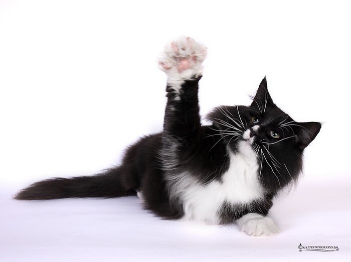 IC DK Tutinas Aske - Aalborg Kattepension & Kattehotel - f34d28d905a1ee3028c4da12c41ca6c2 - IC DK Tutinas Aske, JW